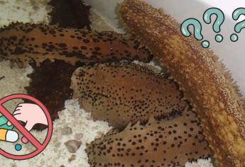 Pepino de mar: ¿Por qué es tan codiciado hasta por los cárteles esta especie?