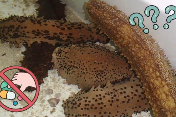 Pepino de mar: ¿Por qué es tan codiciado hasta por los cárteles esta especie?