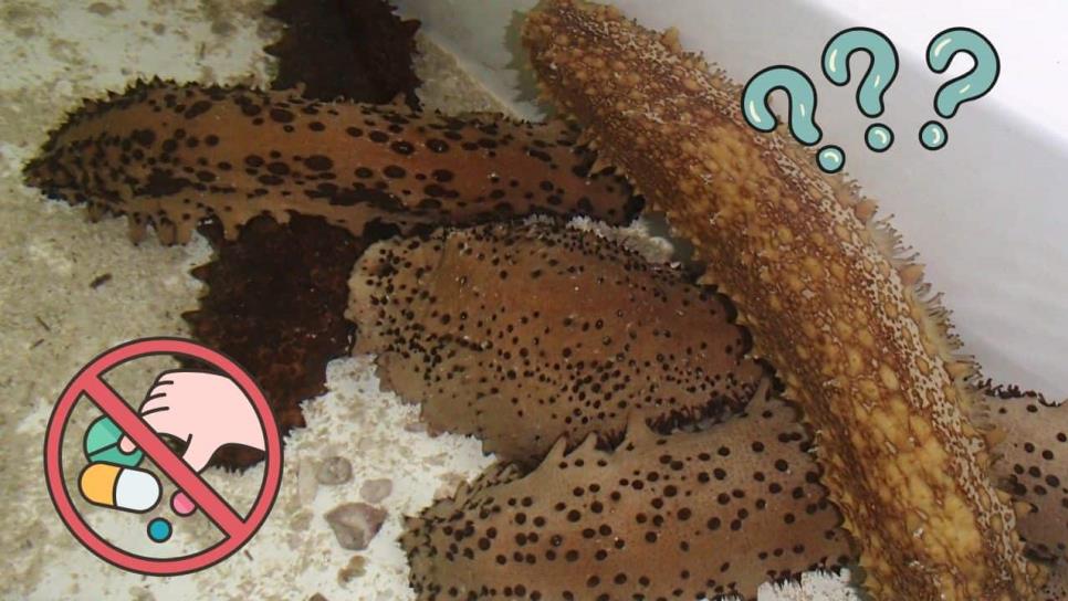 Pepino de mar: ¿Por qué es tan codiciado hasta por los cárteles esta especie?