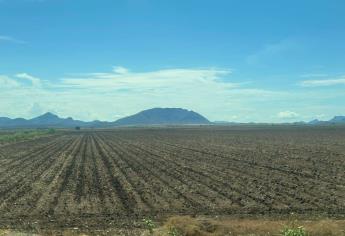 Ajonjolí de temporal en El Carrizo: un cultivo a contracorriente tras dos ciclos fallidos