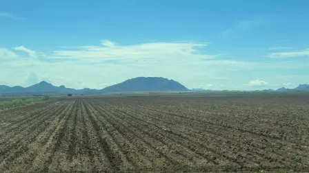 Ajonjolí de temporal en El Carrizo: un cultivo a contracorriente tras dos ciclos fallidos Ajonjolí de temporal en El Carrizo: un cultivo a contracorriente tras dos ciclos fallidos