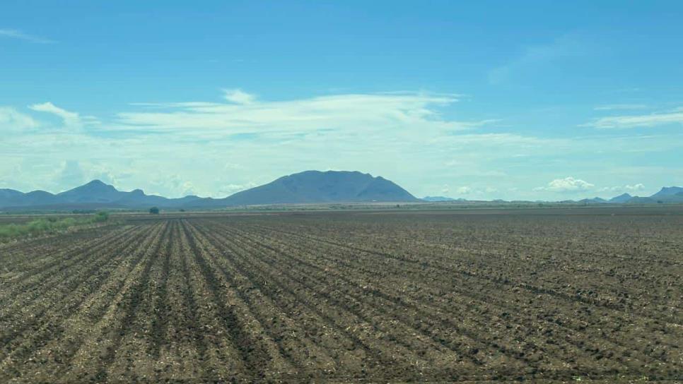 Ajonjolí de temporal en El Carrizo: un cultivo a contracorriente tras dos ciclos fallidos Ajonjolí de temporal en El Carrizo: un cultivo a contracorriente tras dos ciclos fallidos