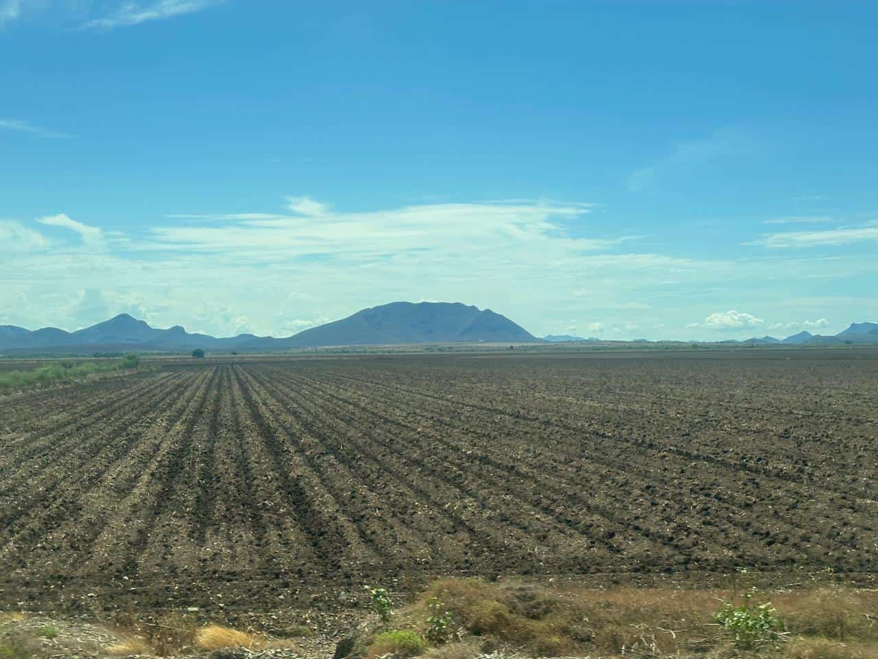 Ajonjolí de temporal en El Carrizo: un cultivo a contracorriente tras dos ciclos fallidos