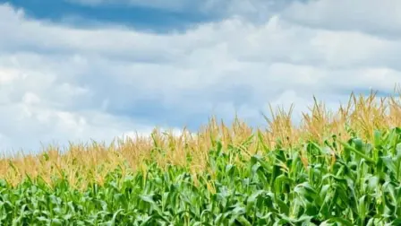 Productores de Sinaloa no quitan el dedo del reglón: piden apoyo de $1,000 por tonelada Productores de Sinaloa no quitan el dedo del reglón: piden apoyo de $1,000 por tonelada