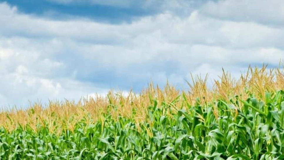 Productores de Sinaloa no quitan el dedo del reglón: piden apoyo de $1,000 por tonelada