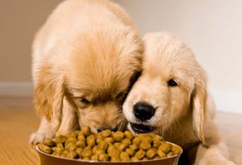Día del Perro 2025: Estas son las croquetas más baratas para consentir a tu mascota