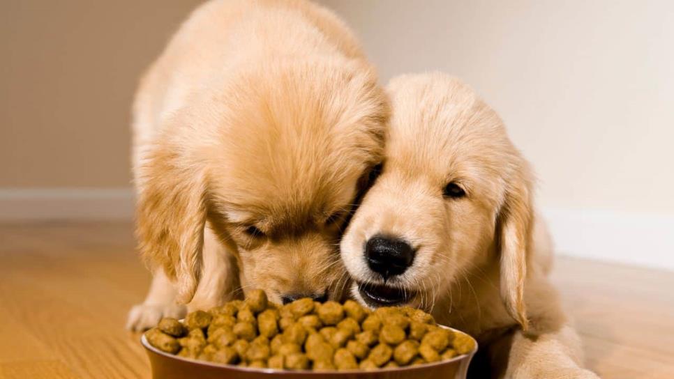 Día del Perro 2025: Estas son las croquetas más baratas para consentir a tu mascota Día del Perro 2025: Estas son las croquetas más baratas para consentir a tu mascota