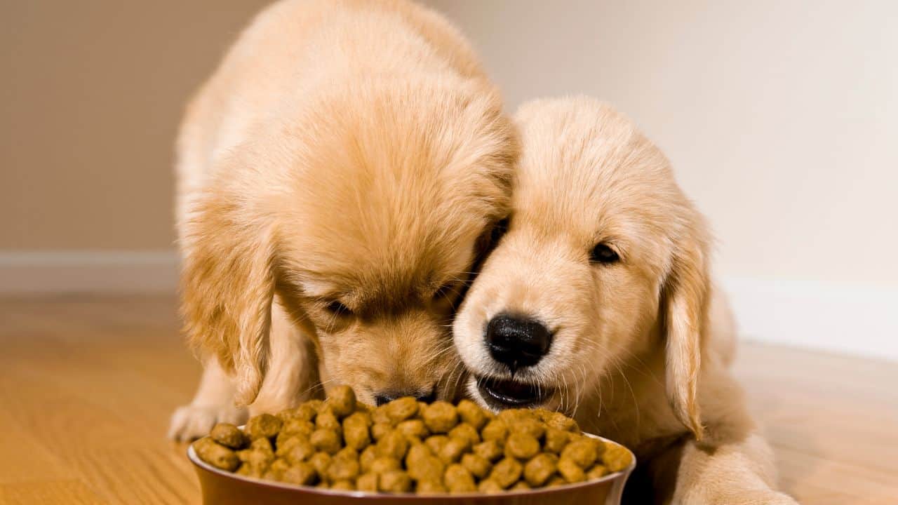 Día del Perro 2025: Estas son las croquetas más baratas para consentir a tu mascota