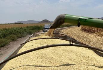 “Sinaloa mantiene en bodegas 400 mil toneladas de maíz blanco”: Ismael Bello Esquivel