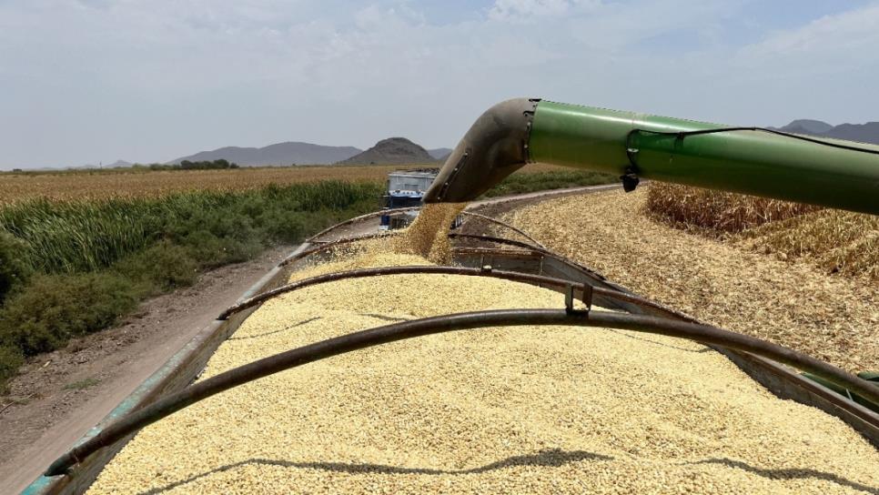 "Sinaloa mantiene en bodegas 400 mil toneladas de maíz blanco": Ismael Bello Esquivel "Sinaloa mantiene en bodegas 400 mil toneladas de maíz blanco": Ismael Bello Esquivel