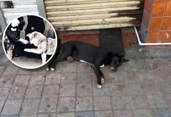 Perrito “El Negro” es rescatado en Culiacán; le apodan Hachiko por esperar a su dueño fallecido