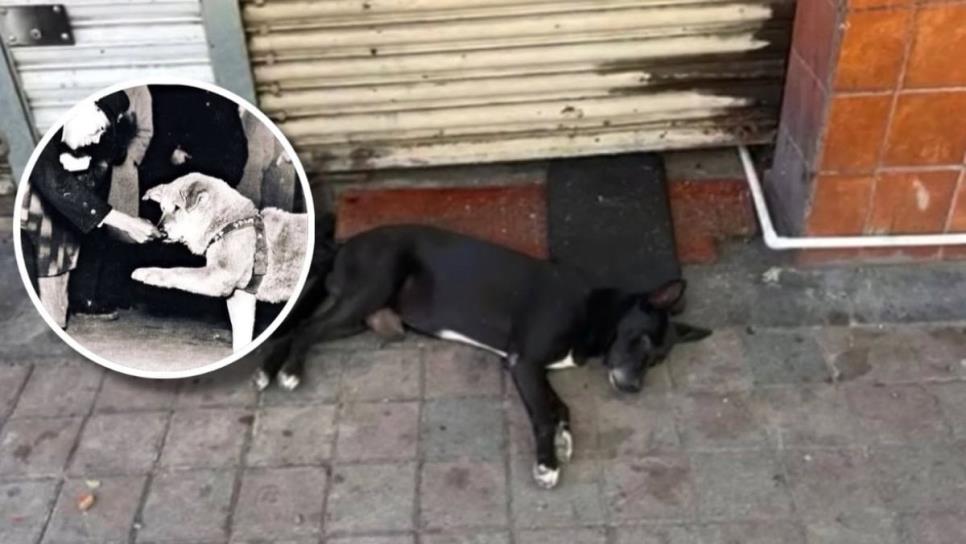 Perrito "El Negro" es rescatado en Culiacán; le apodan Hachiko por esperar a su dueño fallecido Perrito "El Negro" es rescatado en Culiacán; le apodan Hachiko por esperar a su dueño fallecido