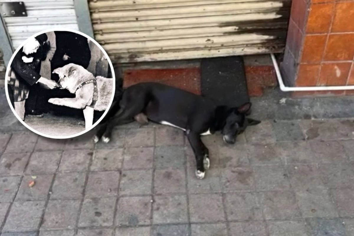 Perrito El Negro es rescatado en Culiacán; le apodan Hachiko por esperar a su dueño fallecido