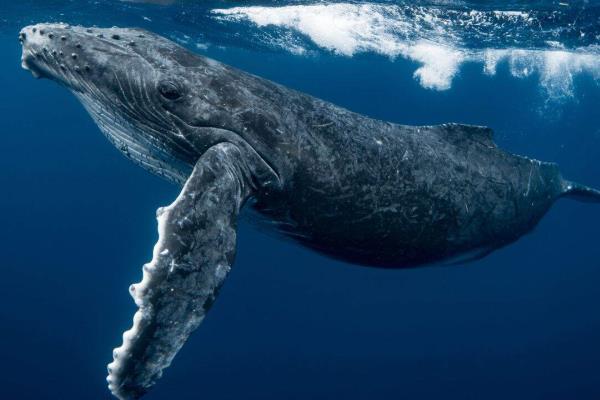 ¿Qué sabemos de la historia de la ballena que cruzó por debajo de la península de Baja California?