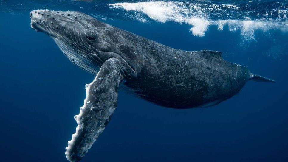 ¿Qué sabemos de la historia de la ballena que cruzó por debajo de la península de Baja California? ¿Qué sabemos de la historia de la ballena que cruzó por debajo de la península de Baja California?