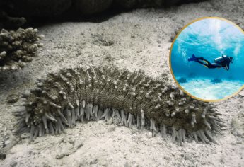 Esta es la multa por la pesca del pepino de mar, una especie protegida en México