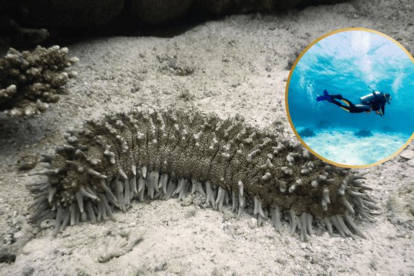 Esta es la multa por la pesca del pepino de mar, una especie protegida en México