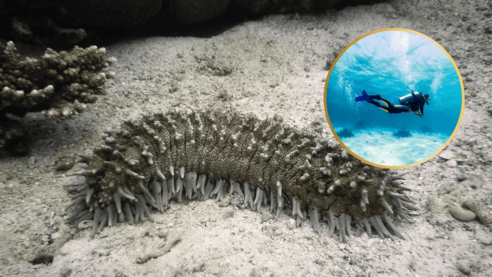 Esta es la multa por la pesca del pepino de mar, una especie protegida en México Esta es la multa por la pesca del pepino de mar, una especie protegida en México