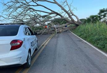 Cae árbol en carretera rumbo a El Walamo, Mazatlán y motociclista resulta gravemente herido
