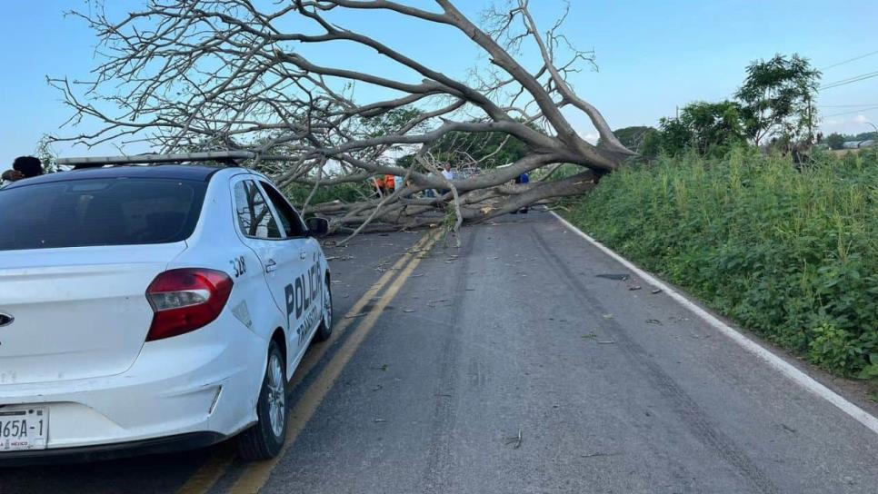 Cae árbol en carretera rumbo a El Walamo, Mazatlán y motociclista resulta gravemente herido Cae árbol en carretera rumbo a El Walamo, Mazatlán y motociclista resulta gravemente herido