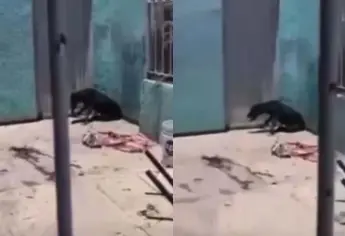Reportan perrito en situación de maltrato; animalistas acuden, pero ya está muerto en Los Mochis