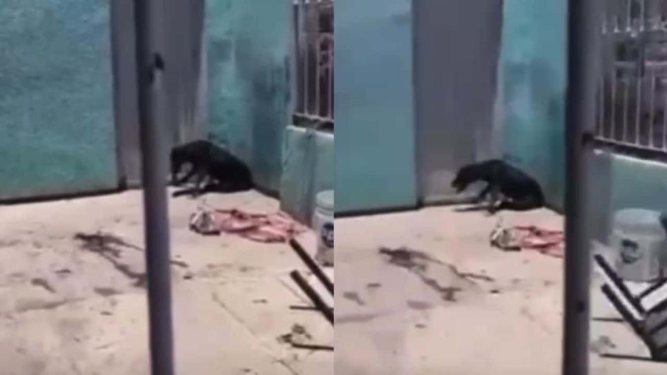 Reportan perrito en situación de maltrato; animalistas acuden, pero ya está muerto en Los Mochis Reportan perrito en situación de maltrato; animalistas acuden, pero ya está muerto en Los Mochis