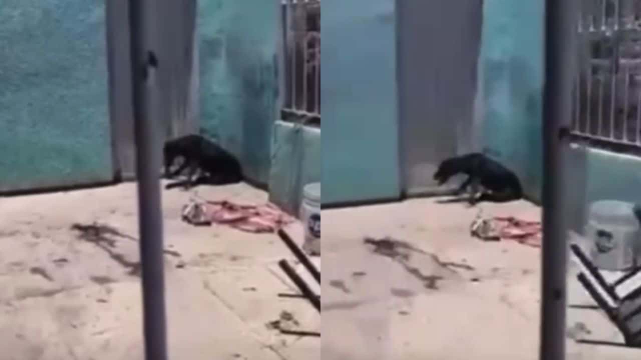 Reportan perrito en situación de maltrato; animalistas acuden, pero ya está muerto en Los Mochis