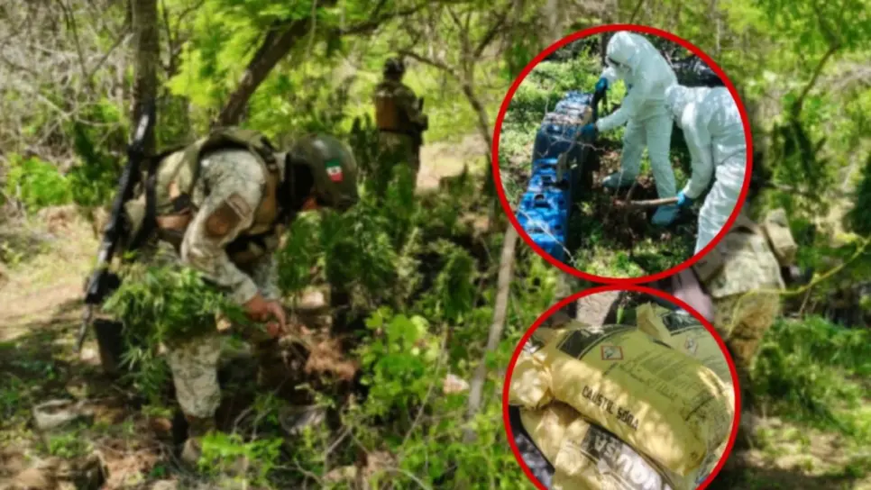 Militares destruyen zona de almacenamiento y un plantío de marihuana en Culiacán