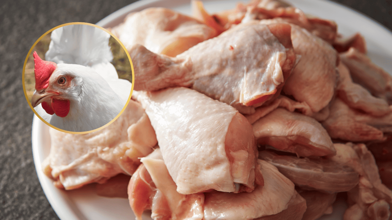 ¿Por qué el pollo es de color amarillo en México?, esto dicen los expertos