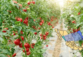 Este es el tomate sinaloense que más se consume en Estados Unidos