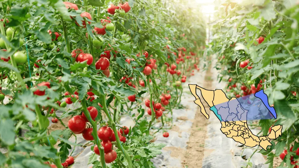 Este es el tomate sinaloense que más se consume en Estados Unidos Este es el tomate sinaloense que más se consume en Estados Unidos