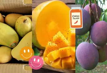 ¿Cuál es el mango más delicioso que se cosecha en Sinaloa?