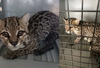 Salvan a felino silvestre herido en Concordia; recibe atención médica en Acuario Mazatlán