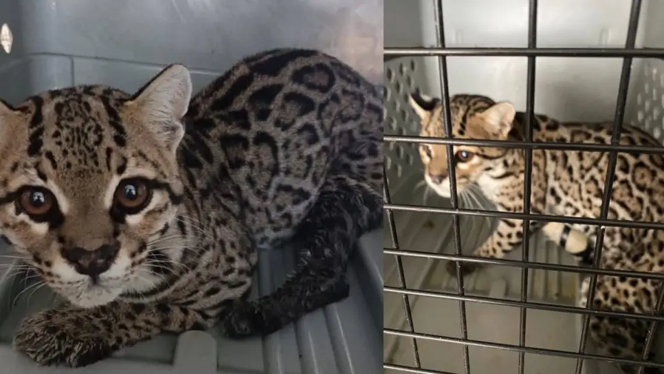 Salvan a felino silvestre herido en Concordia; recibe atención médica en Acuario Mazatlán Salvan a felino silvestre herido en Concordia; recibe atención médica en Acuario Mazatlán