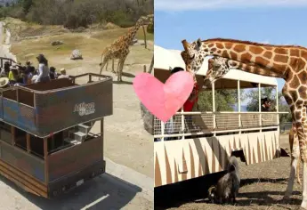 Africam Safari: ¿Cuánto cobran y dónde está?, ideal para estas vacaciones de verano 2025
