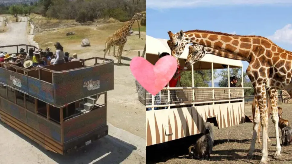 Africam Safari: ¿Cuánto cobran y dónde está?, ideal para estas vacaciones de verano 2025