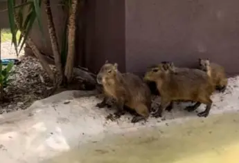 ¡Capibaras llegan al Acuario Mar de Cortés Mazatlán! Podrás verlos a partir del 3 de agosto