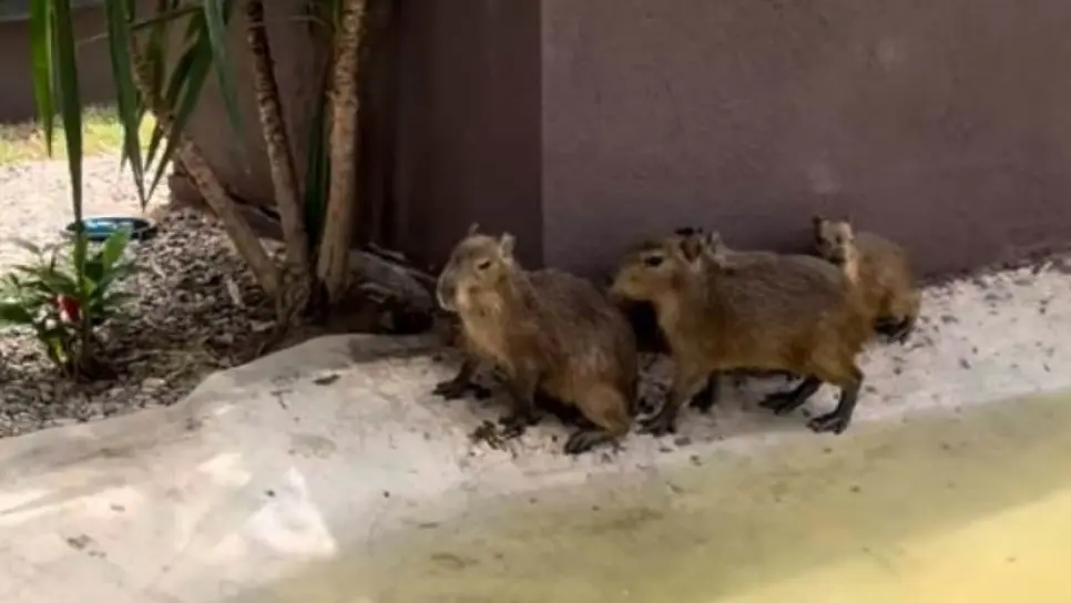 ¡Capibaras llegan al Acuario Mar de Cortés Mazatlán! Podrás verlos a partir del 3 de agosto ¡Capibaras llegan al Acuario Mar de Cortés Mazatlán! Podrás verlos a partir del 3 de agosto