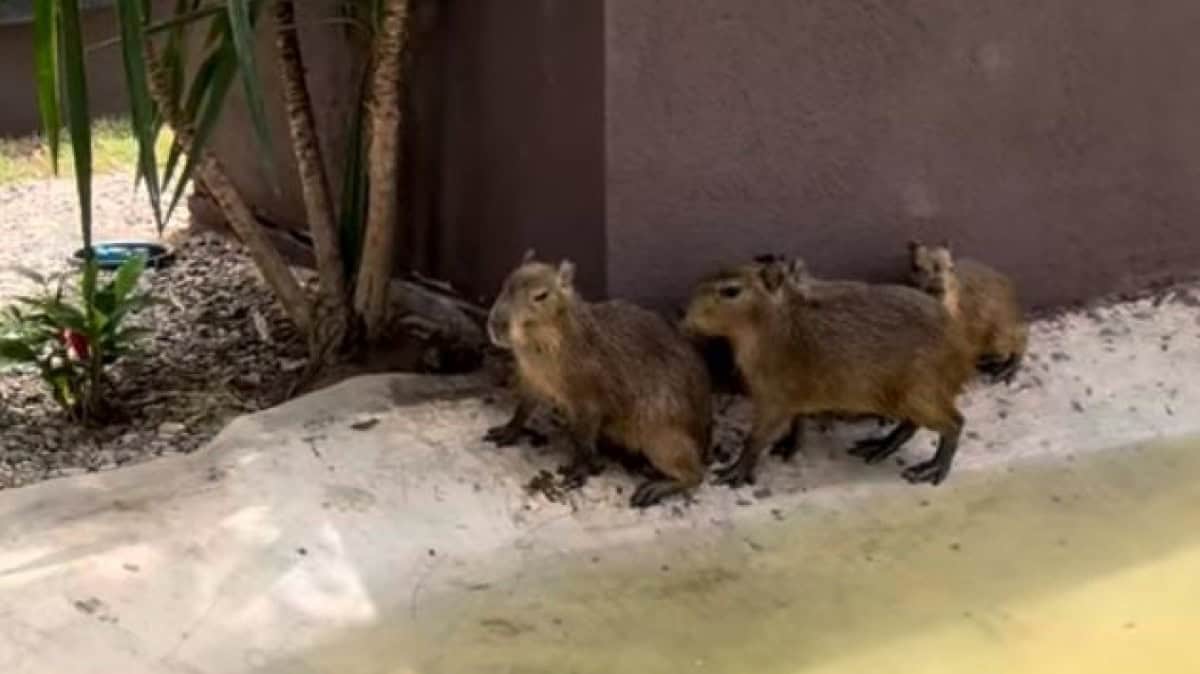 ¡Capibaras llegan al Acuario Mar de Cortés Mazatlán! Podrás verlos a partir del 3 de agosto