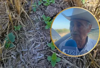 Ajonjolí del Valle del Carrizo en riesgo por falta de lluvias