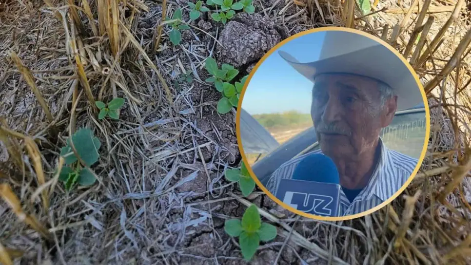 Ajonjolí del Valle del Carrizo en riesgo por falta de lluvias Ajonjolí del Valle del Carrizo en riesgo por falta de lluvias