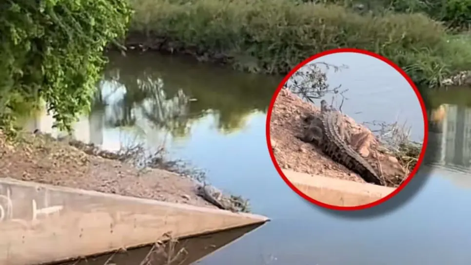 En este lugar de Culiacán fue visto un cocodrilo este fin de semana | VIDEO
