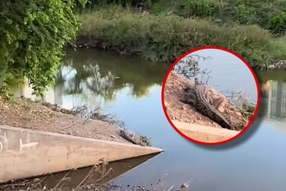 En este lugar de Culiacán fue visto un cocodrilo este fin de semana | VIDEO