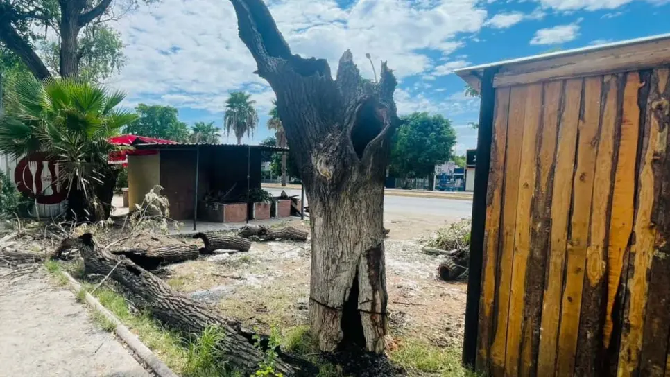 Queman álamo en Los Mochis y van a parar a la cárcel por ecocidio
