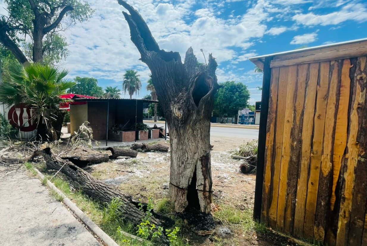 Queman álamo en Los Mochis y van a parar a la cárcel por ecocidio