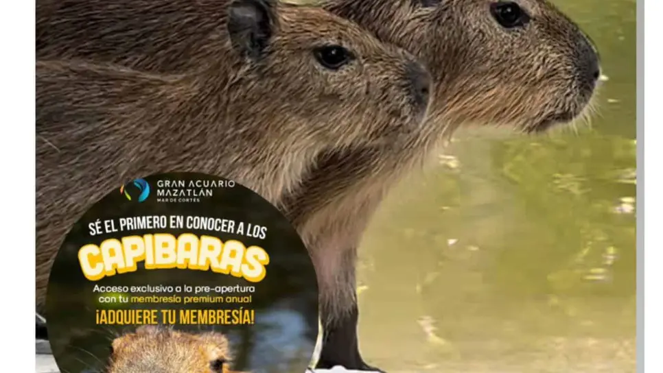 ¡Conoce a los capibaras antes que nadie en el Acuario Mar de Cortés! Accede con tu Membresía Premium y vive la experiencia exclusiva