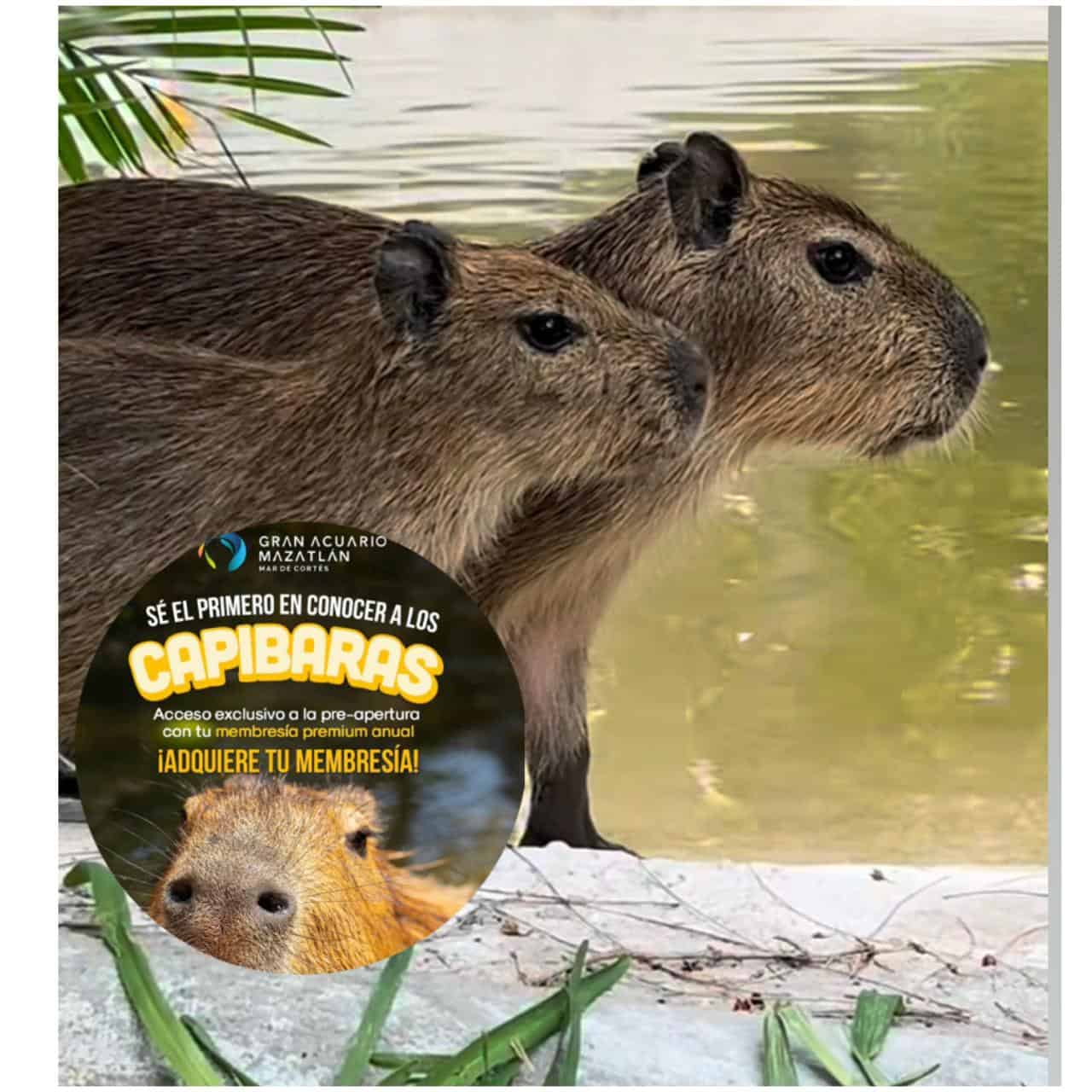¡Conoce a los capibaras antes que nadie en el Acuario Mar de Cortés! Accede con tu Membresía Premium y vive la experiencia exclusiva