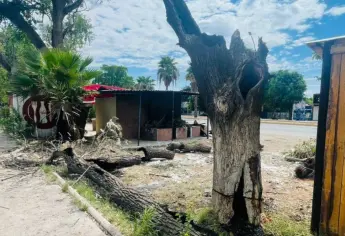 Tras ecocidio en la Mochis-Topo, Inspección y Normatividad va por comercios irregulares de Los Álamos