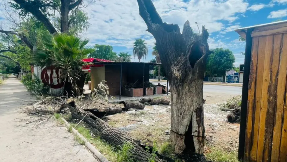 Tras ecocidio en la Mochis-Topo, Inspección y Normatividad va por comercios irregulares de Los Álamos