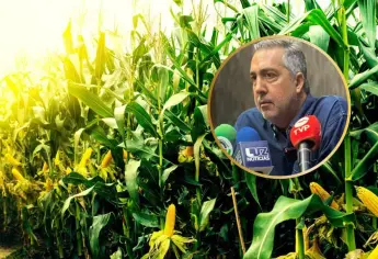Importación récord de maíz golpea a productores de Sinaloa: "El gobierno nos deja solos"